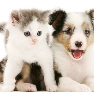 cat and dog