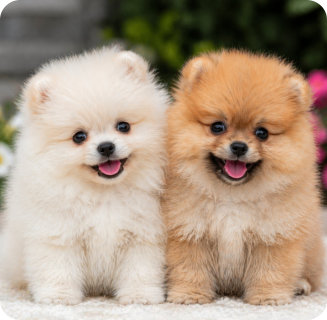 two dogs smiling
