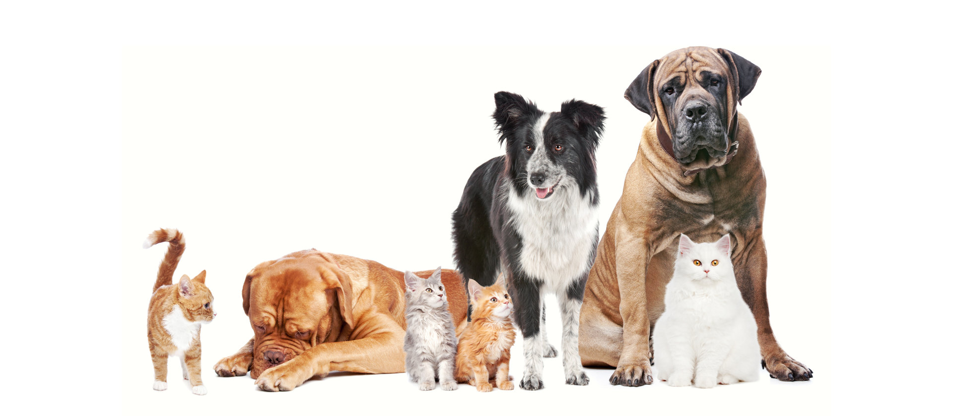 cats and dogs