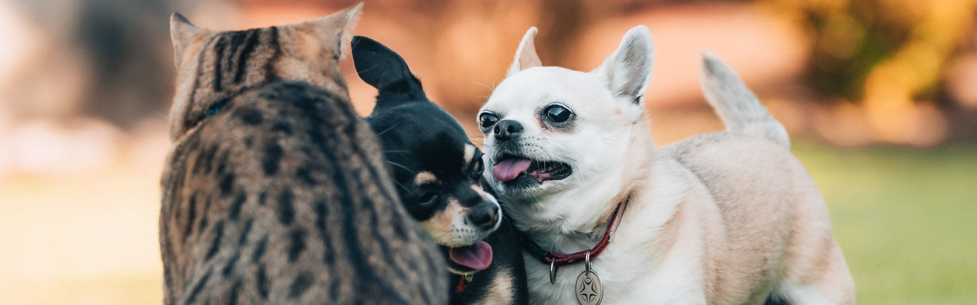two dogs and cat
